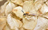 Red mason bee (male, Osmia rufa)